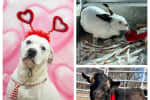No Valentine's Date? These Massachusetts Animals Are Looking For Love