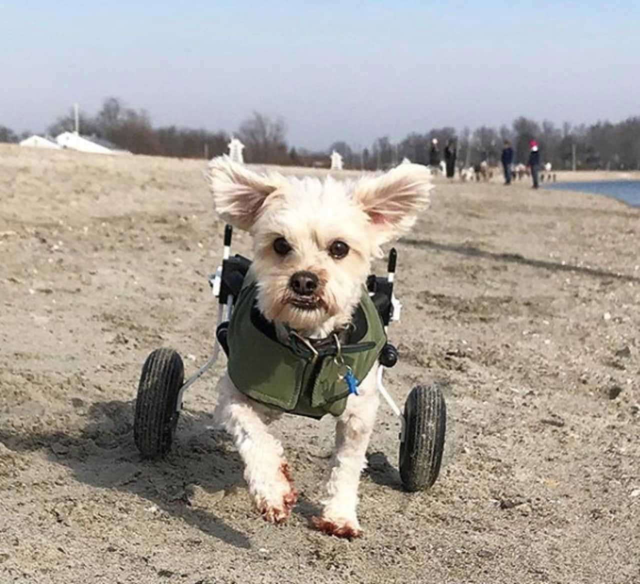 Fairfield Dog On Wheels Captures Hearts Across The World