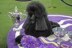 Famed Westminster Kennel Club Dog Show Coming To Westchester's Lyndhurst