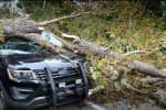 Mass Officer Narrowly Avoids Falling Tree That Crushes His Cruiser