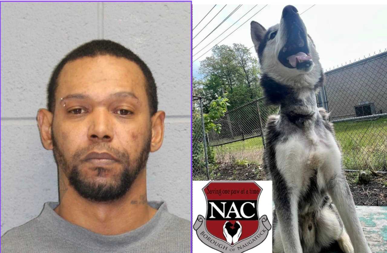 Waterbury Man Charged With Animal Cruelty After Husky Found With Chain Embedded In Neck