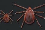 Invasive Tick Found In Fairfield: Could Have 'Significant' Health Impact, Researchers Say