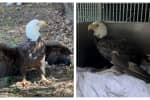 Police Rescue Bald Eagle In Bucks County