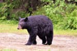 Black Bear Spotted In Bucks County Neighborhood