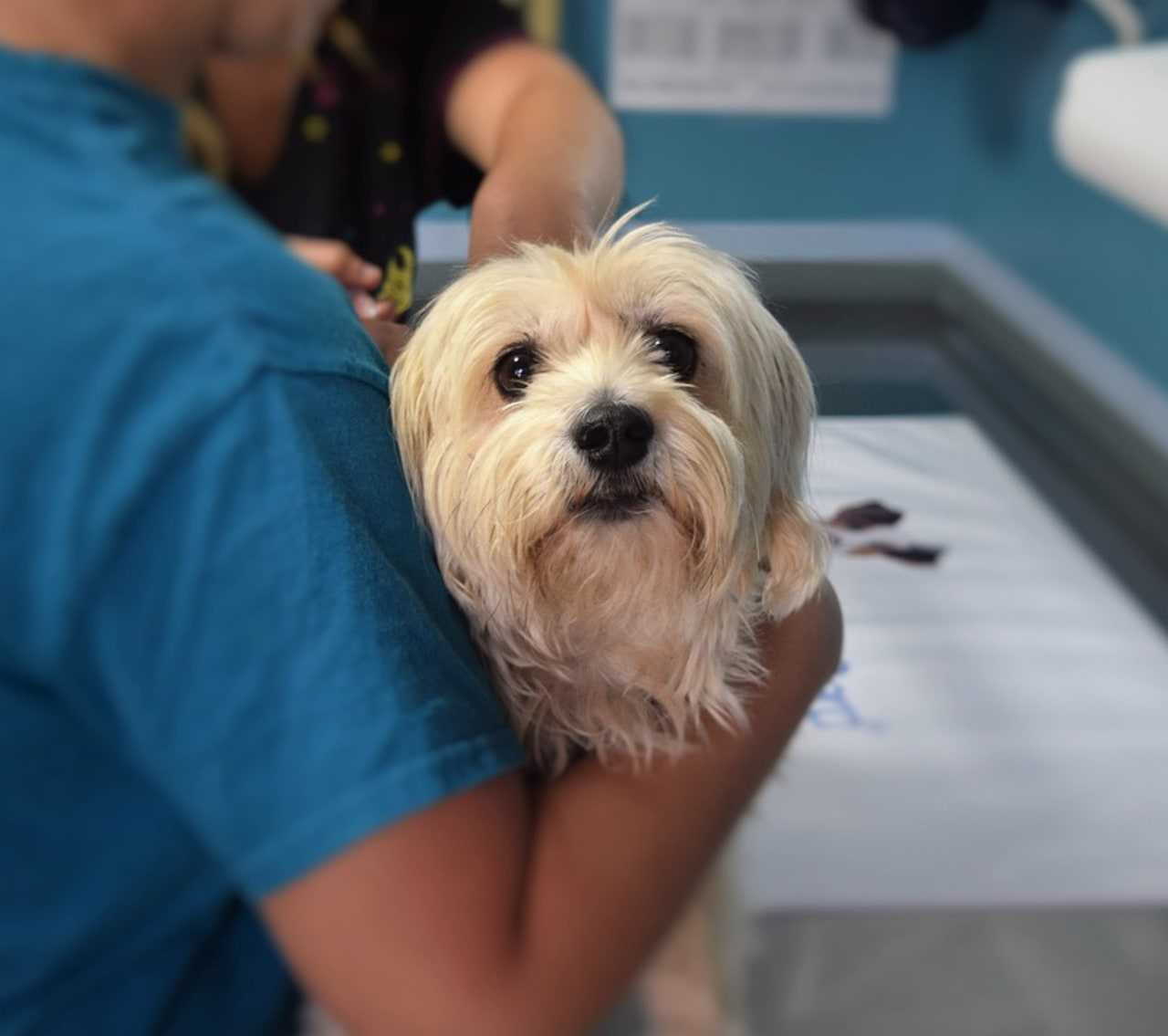 PA Vet Aide Took Dead Dog's Drugs, Stole 1K+ In Gift Cards, AG Alleges