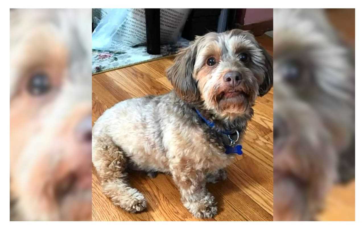SEEN HIM? 9-Year-Old Pascack Valley Runaway Still Missing