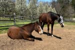 Sudden Eviction Notice Threatens Chesco Horse Sanctuary