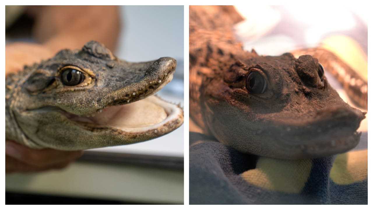 Alligator Escaped Into PA Creek During Flash Floods, Owner Says