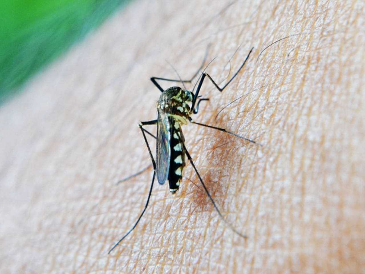 West Nile Virus In CT: Second Positive Case In 2023 Identified By Officials