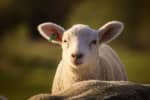 Carteret Slaughterhouse Worker Hit Lamb Hard With Crowbar, PETA Calls For Action: Officials