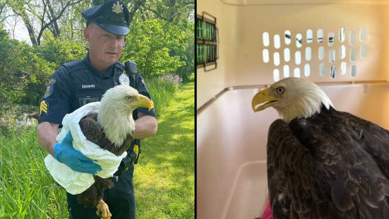 Injured Bald Eagle Rescued In Bucks County To Be Reunited With Family