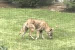 DEC Provides Guide To Help Avoid Conflicts With Coyotes