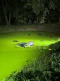 Woman From Region Rescued By Police After Driving Into Pond, Issued 50 Tickets, Cops Say