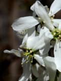 Early-Blooming Native Trees, Shrubs Help Bees Across Fairfield County