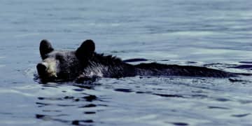 A bear was spotted swimming in the Hudson River off Charles Point Marina in peekskill in mid-May.