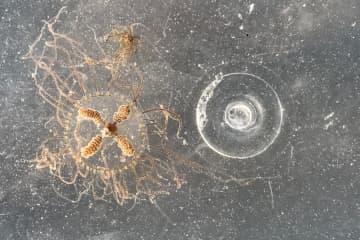 Small But Spicy: Powerful Clinging Jellyfish Spotted In NJ Waters