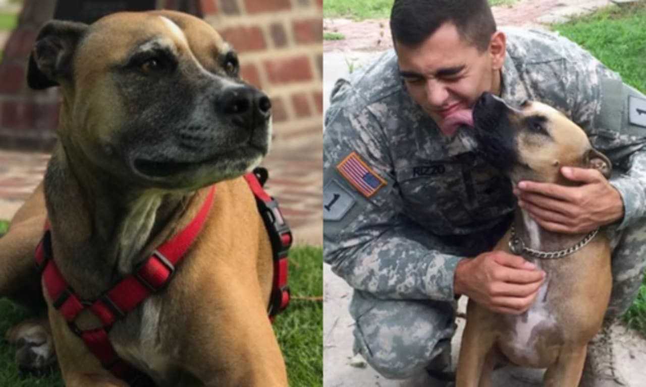 Lovey Dog That 'Saved' Massachusetts Soldier's Life Needs Emergency Surgery