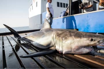 Meet the Great Whites Spotted Off Cape Cod (And Stay 'Shark Smart')