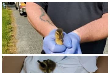 Daring Ducklings Rescued From Storm Drain By Framingham Firefighters