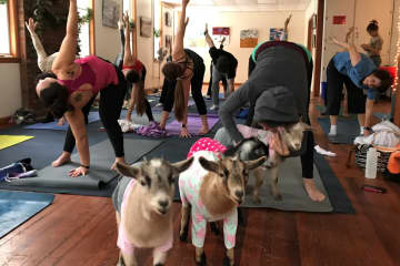 Adorable Goats Bring Zen To Ringwood Yoga Class