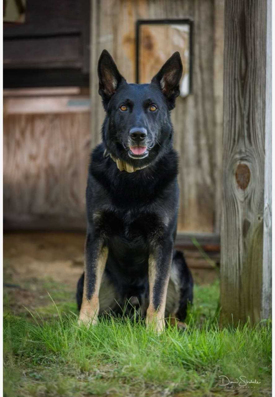 Police Say Goodbye To Beloved K9 After 7 Years Of Service In Longmeadow
