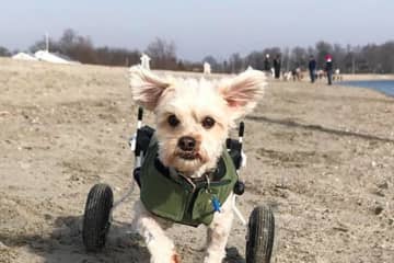 Fairfield Dog On Wheels Captures Hearts Across The World