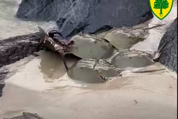 Horseshoe Crabs Are Breeding All Over NJ Beaches (VIDEO)