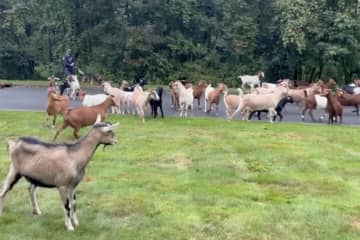 30 Goats Loose In Hudson Valley Road Herded Back Into Pen By 'K9 Cowboy'