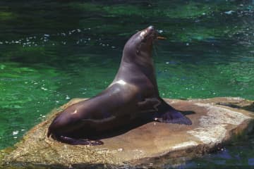 Sea Lion Briefly Escapes From Central Park Zoo During Rainstorm