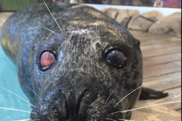Popular One-Eyed Seal Dies At Jenkinson's Aquarium