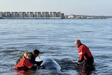 Stranded Whale Rescued, Twice, In Barnegat Bay