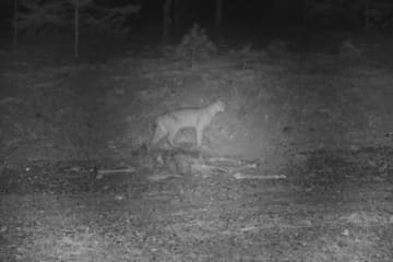 Mystery Predator: Animal That Killed Deer In Driveway Caught On Video By NY DEC Staffer