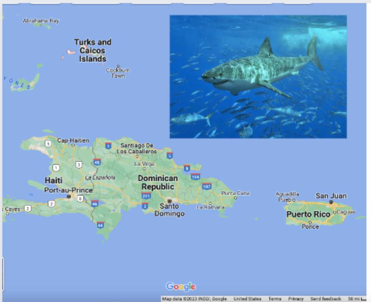 Shark Attack Update: Details Emerge On Connecticut Woman Who Lost Part Of Leg In Caribbean