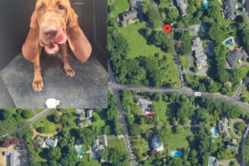 Fleeing Truck Thief Caught In Neighborhood With Help Of K9 Officer In Westchester: Police
