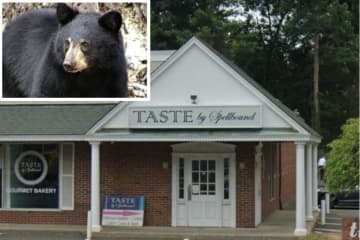 Bear Charges Employee At Shop In Connecticut, Delaying Opening