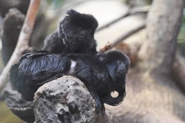 Beardsley Zoo In Bridgeport Uncovers Cause Of Exotic Monkey's Deaths
