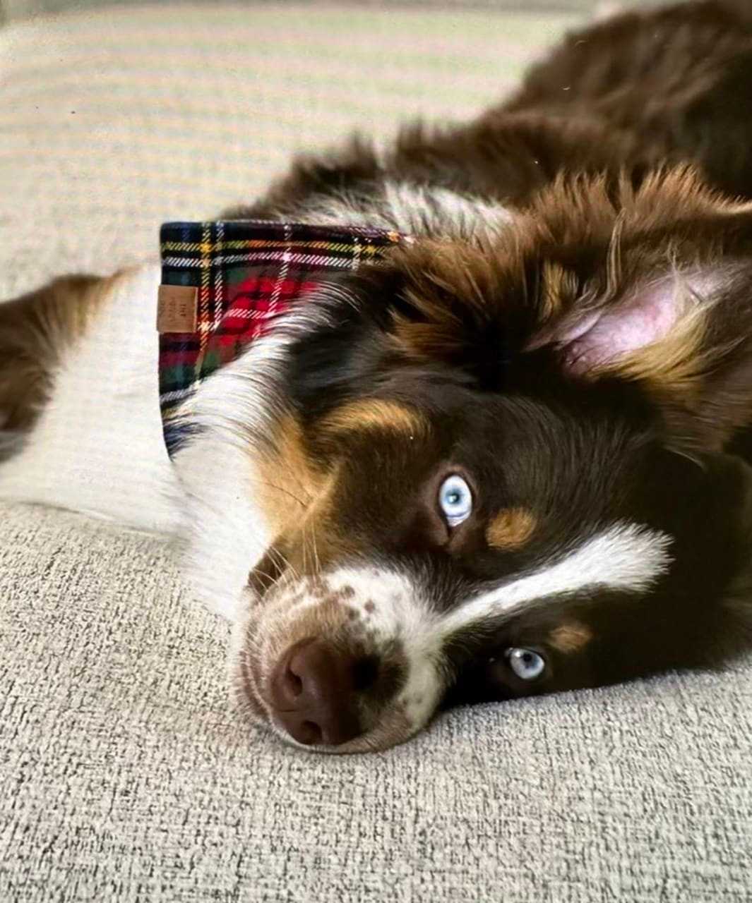 (UPDATE) Woman Critical After Lightning Strike In Boston; Lost Dog Returned To Her Family