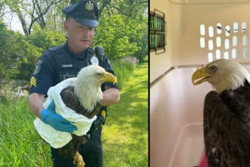 Injured Bald Eagle Rescued In Bucks County To Be Reunited With Family