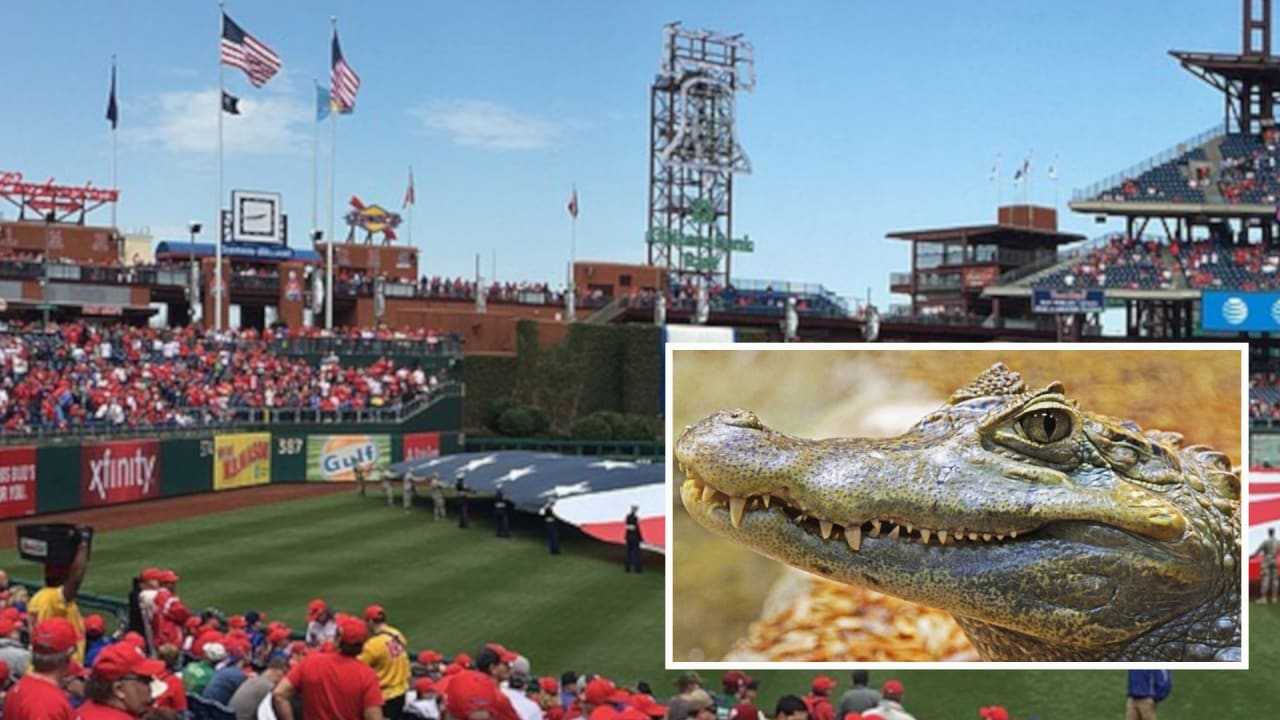 Central PA Man's 'Service Alligator' Turned Away From Phillies Game, Reports Say