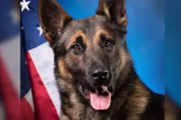 K9 Chokes To Death In Police Training Exercise In Pennsylvania