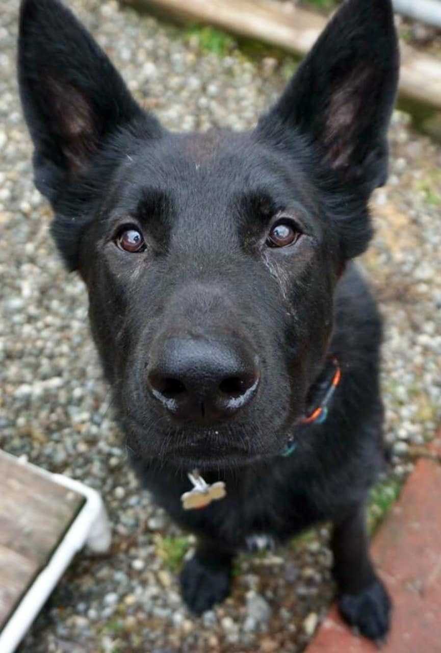Ajax was stolen out of his owner's car.