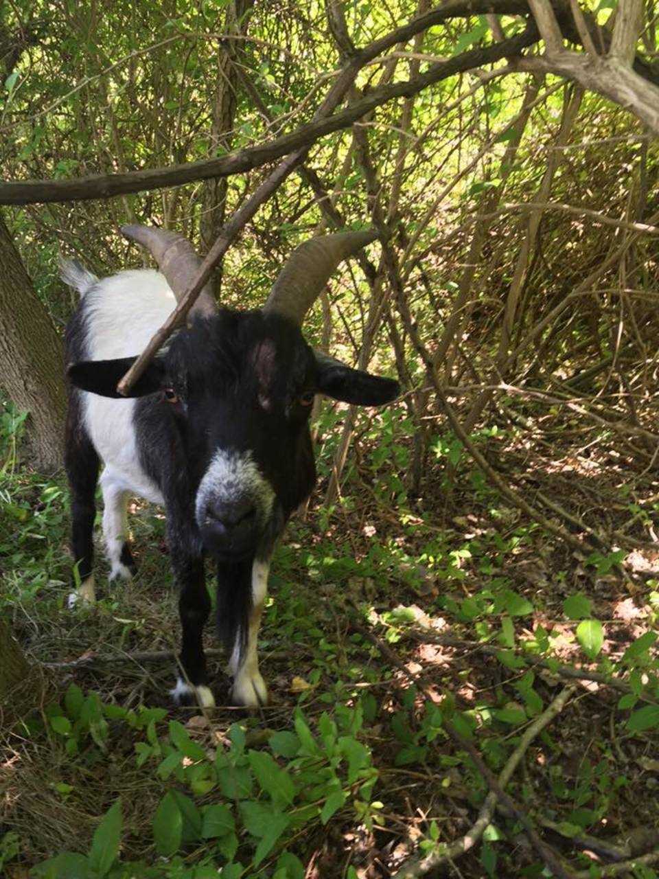 Green Goats, who lost 100 goats in a barn fire last February, spent Friday 'mowing' the Rhinebeck Reservoir. 