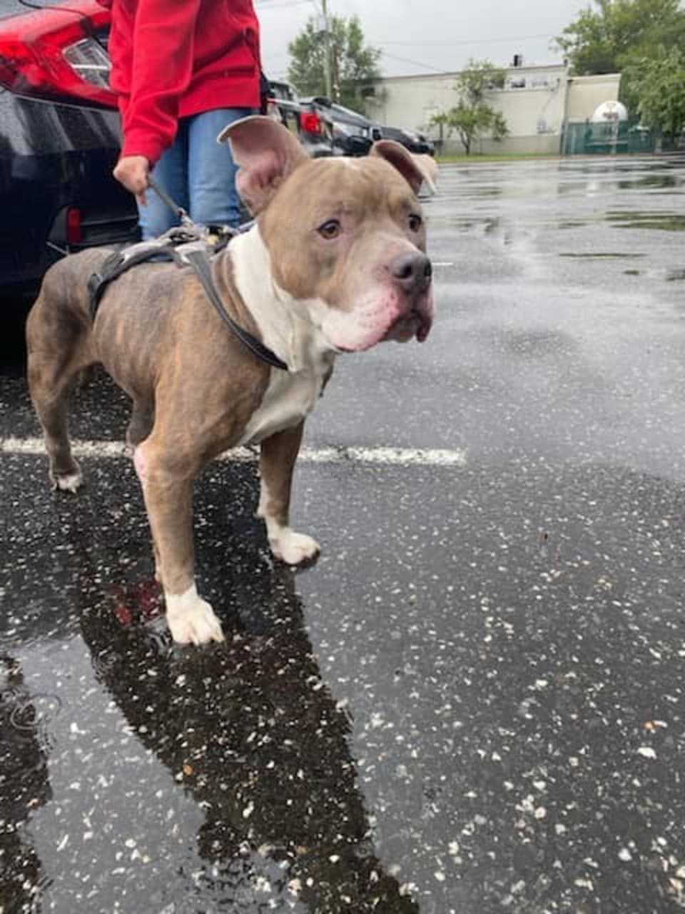 Rocco was reclaimed by his owner then turned over to Brick City Rescue officials for treatment, according to BCR's Stephanie DeVivo.