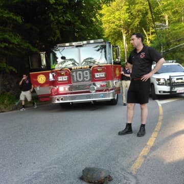 Bedford Fire Chief Shawn Carmody helps a snapping turtle cross the road.