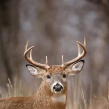 A record number of deer were taken down  by hunters this year, according to the NYSDEC.