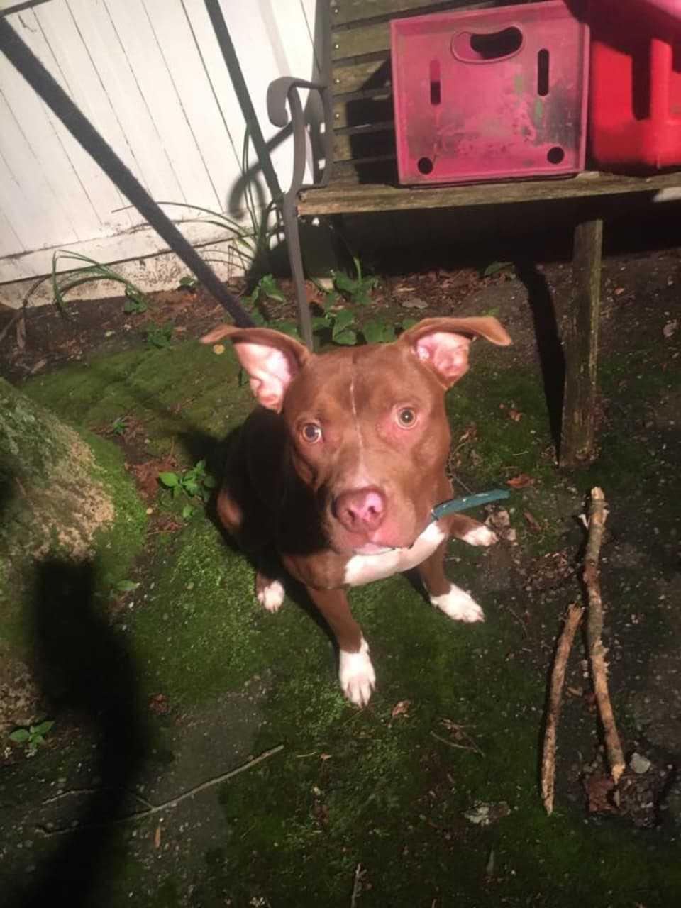 This dog was found on Puddin Hill Road in Lewisboro.