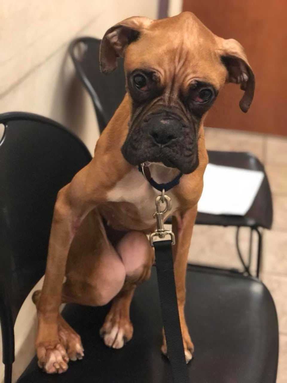 Kira’s will to live is what got her rescued. Kira barked and barked – calling out for that kind touch that she had once found. Her persistence paid off. Kira was surrendered to RBARI in a state of starvation and near death.