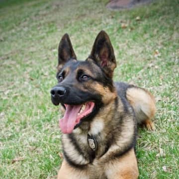 K9 officer Maverick, who served with the Kent Police Department, died on Sunday, March 19.