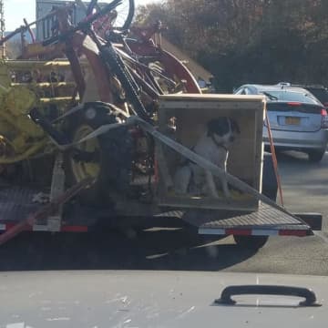 A photo of a dog being transported in a cage on a flatbed trailer in busy traffic has sparked outrage.