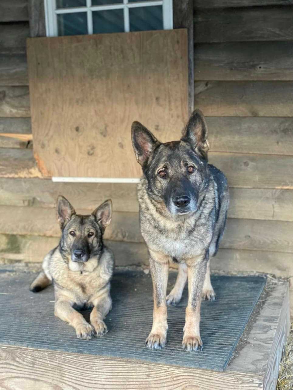 Cimo and Lieben, two pet dogs that were allegedly murdered by Michael Konschak.